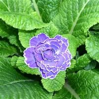 Primula Belarina 'Amethyst Ice' (P)