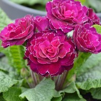 Primula Bel. 'Beaujolais' (Ruby Champagne) (P)