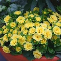 Primula Belarina 'Buttercup Yellow' (P)