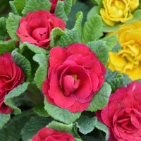 Primula Belarina 'Carmen' (P)