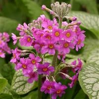 Primula beesiana