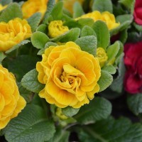 Primula Belarina 'Goldie' (P)