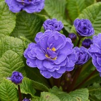 Primula Belarina 'Ocean Blue' (P)