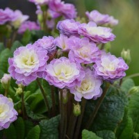 Primula Belarina 'Pink Champagne' (P)