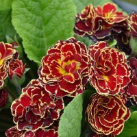 Primula Belarina 'Sunrise Ruby' (P)