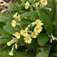 Primula elatior