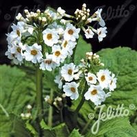 Primula japonica 'Alba'