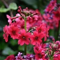 Primula japonica 'Miller's Crimson'