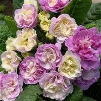 Primula Belarina 'Pink Ice' (P)