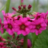 Primula pulverulenta