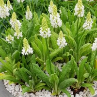 Primula vialii 'Alison Holland' (P)