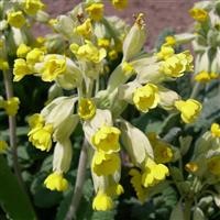 Primula veris