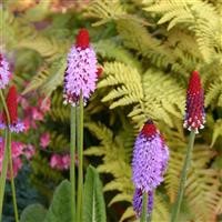 Primula vialii 'Red Hot Poker'