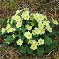 Primula vulgaris