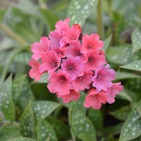 Pulmonaria 'Shrimps On The Barbie' (P)