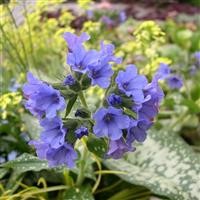 Pulmonaria 'Trevi Fountains' (VR)