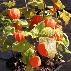 Physalis franchetii 'Gigantea'