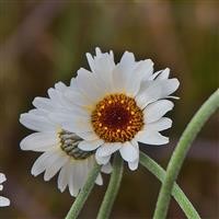 Rhodanthemum 'African Spring' (VR)