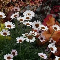 Rhodanthemum 'Moondance' (VR)