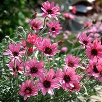 Rhodanthemum 'Pretty in Pink' (VR)