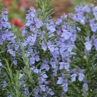 Rosemary 'Ginger'