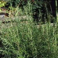 Rosemary officinalis 'Miss Jessopps Upright'