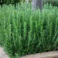 Rosmarinus officinalis (Rosemary, Common)