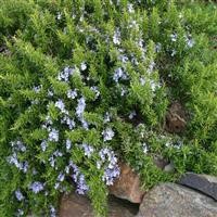 Rosemary officinalis 'Prostratus'