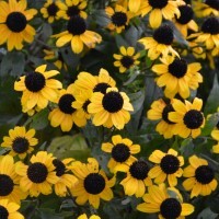 Rudbeckia triloba 'Blackjack Gold'