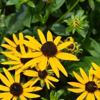 Rudbeckia 'Little Gold Star' (P)