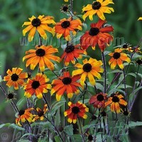 Rudbeckia triloba 'Prairie Glow'