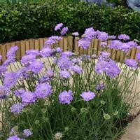 Scabiosa columbaria 'Misty Butterflies'