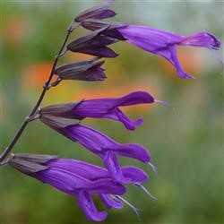 Salvia hyb. 'Amistad' (P)