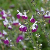 Salvia  'Amethyst Lips' (P)