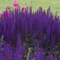 Salvia nem. 'Caradonna'