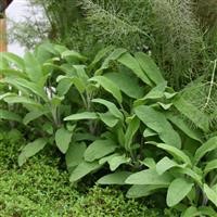 Salvia officinalis (Sage, Common)
