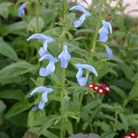 Salvia patens 'Cambridge Blue'