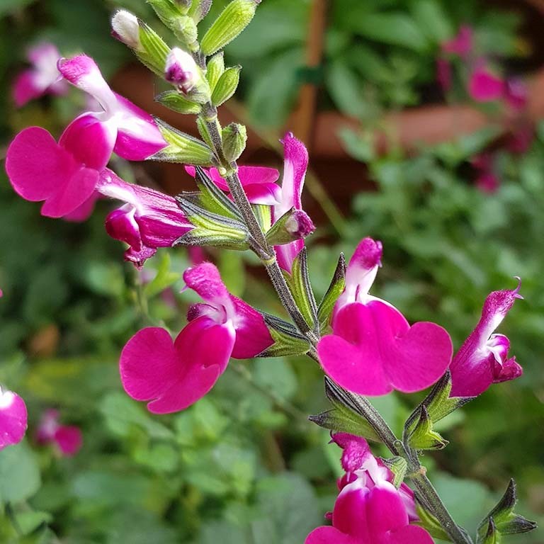 Salvia microphylla 'Angel Wings'-Pink Bicolored flowers-Autumn Sa...