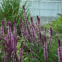 Salvia Caradonna 'Pink Inspiration' (P)