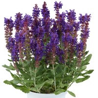 Salvia nemorosa 'Dark Matter' (P)