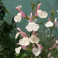 Salvia microphylla 'Trelissick Creamy Yellow'