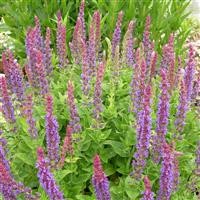 Salvia nem. 'East Friesland'