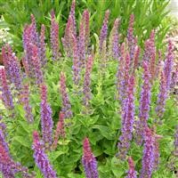 Salvia nemorosa 'East Friesland'