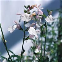 Salvia microphylla 'Trebah Lilac White'