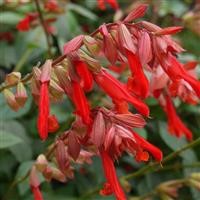 Salvia 'Embers Wish' (P)