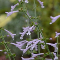 Salvia 'Good Hope'