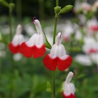 Salvia 'Hot Lips' (VR)