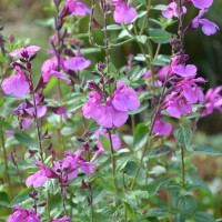 Salvia 'Lalarsha' (P)