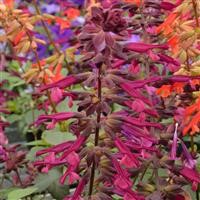 Salvia 'Love & Wishes' (P)