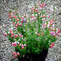 Salvia 'Little Kiss' (P)